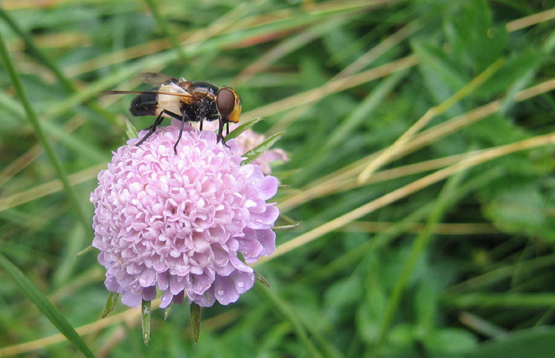 Volucella pellucens F (Syrphidae)